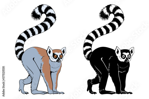 Fototapeta Naklejka Na Ścianę i Meble -  Ring-tailed Lemur. Vector color clipart and silhouette isolated on white.