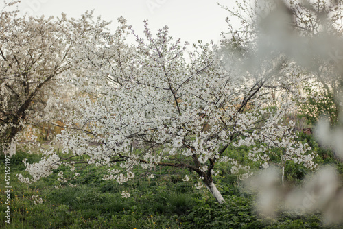Flowering orchard in spring time. Blooming garden at sunset. Apple garden during spring bloom. Springtime. Seasonal wallpaper. 