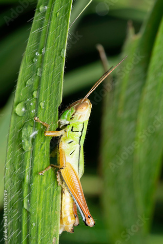 Green grasshopper feeding, Oxya yezoensis, Pune, Maharashtra photo