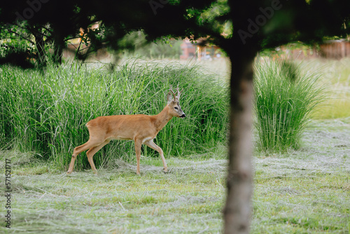 Fototapeta Naklejka Na Ścianę i Meble -  Deer on the Green Lawn in the park behind the net