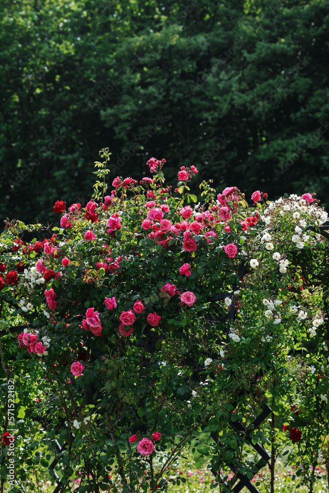 English rose in the botanical garden