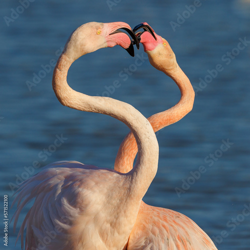 Obraz na plátně Pink flamingos nuptial parade in Camargue, France