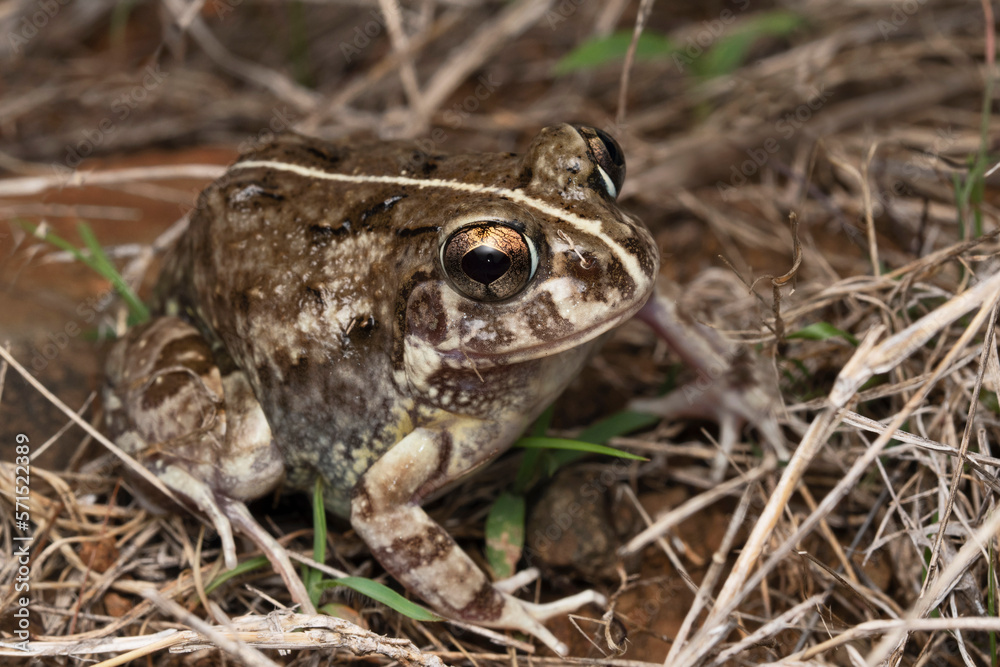 Fototapeta premium Full body Closeup, Burrowing frog, Sphaerotheca pashchima, Satara, Maharashtra