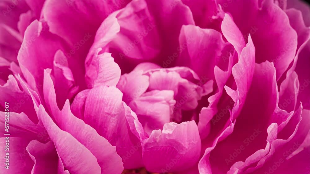 4K Time Lapse of blooming pink Peony flower. Timelapse of Peony petals close-up. Time-lapse of big single flower opening. 4K Time Lapse of blooming pink Peony flower. Timelapse of Peony petals close-up. Time-lapse of big single flower opening.
