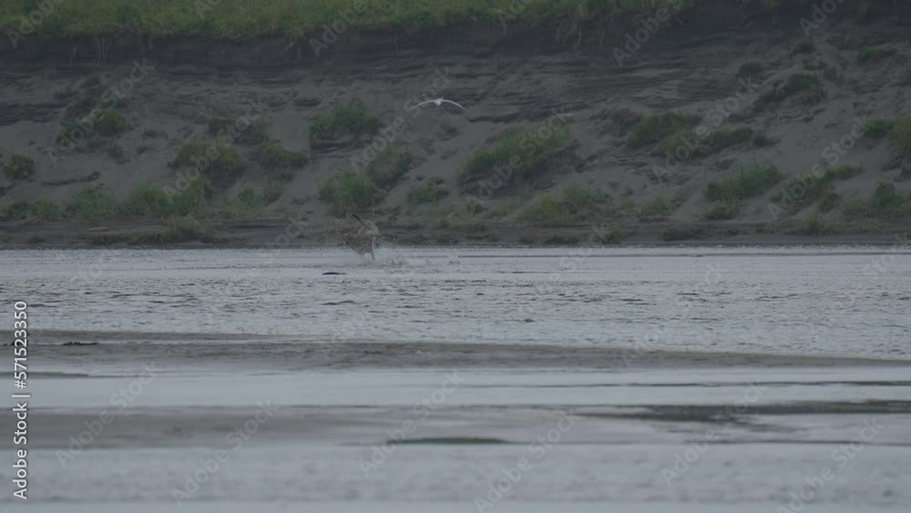 Slow motion shot of a Wolf chasing salmons in a shallow lagoon in thr Aleutian Islands, Alaska Slow motion shot of a Wolf chasing salmons in a shallow lagoon in thr Aleutian Islands, Alaska