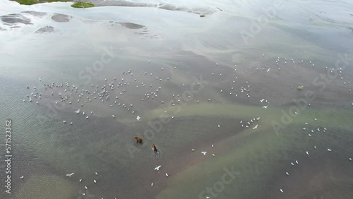 Drone shot of wolves and bears hunting salmon in a shallow lagoon of in the Aleutian Islands, Alaska. photo
