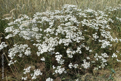 Blumen am Feldrand photo