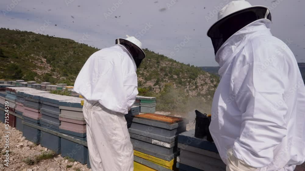 Beekeepers collecting honey in hives Beekeepers collecting honey in hives