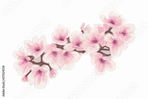 Japanese cherry blossoms  sakura  spring flowers  vector illustration
