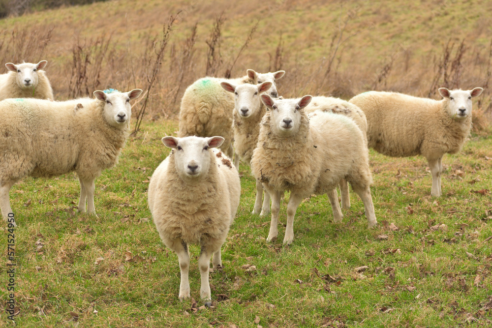 Group of British sheep in the field Group of British sheep in the field