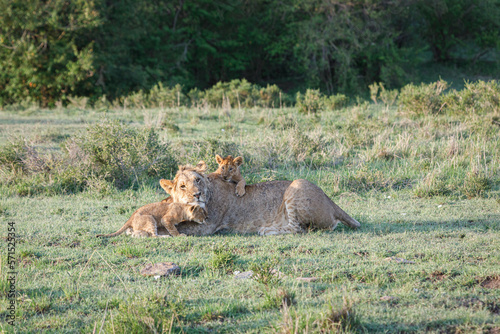 mother lion with cubs