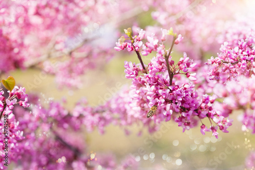  Beautiful cherry flowers in a Japanese garden. Sakura flowers. Bees collect pollen and nectar.