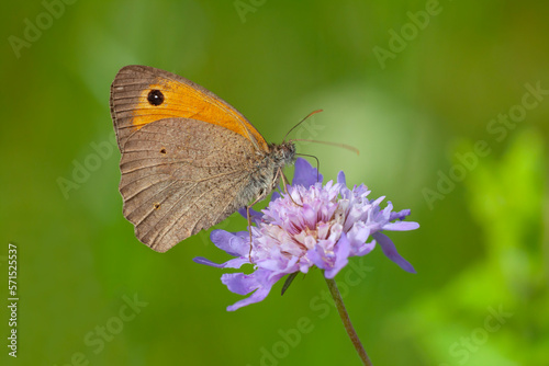 orange butterfly feeding on Scabiosa columbaria (Scabies) plant, Meadow brown, Maniola jurtina