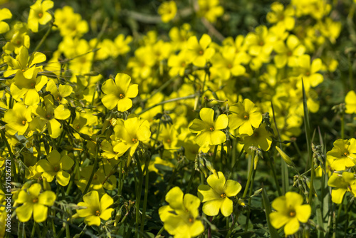 Fototapeta Naklejka Na Ścianę i Meble -  Yellow early spring flowers among green grass in sunlight 