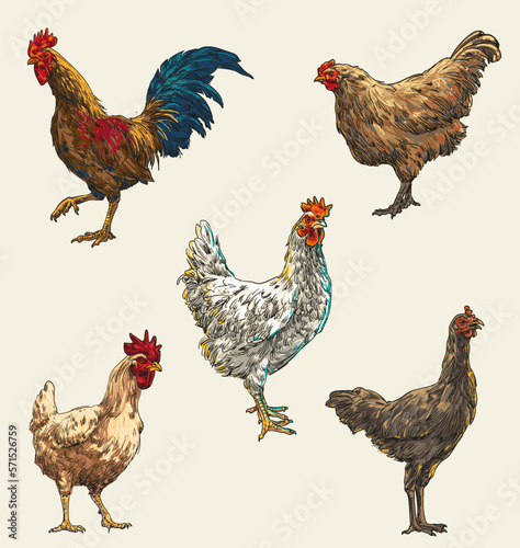 hand draw chicken collection vector illustration