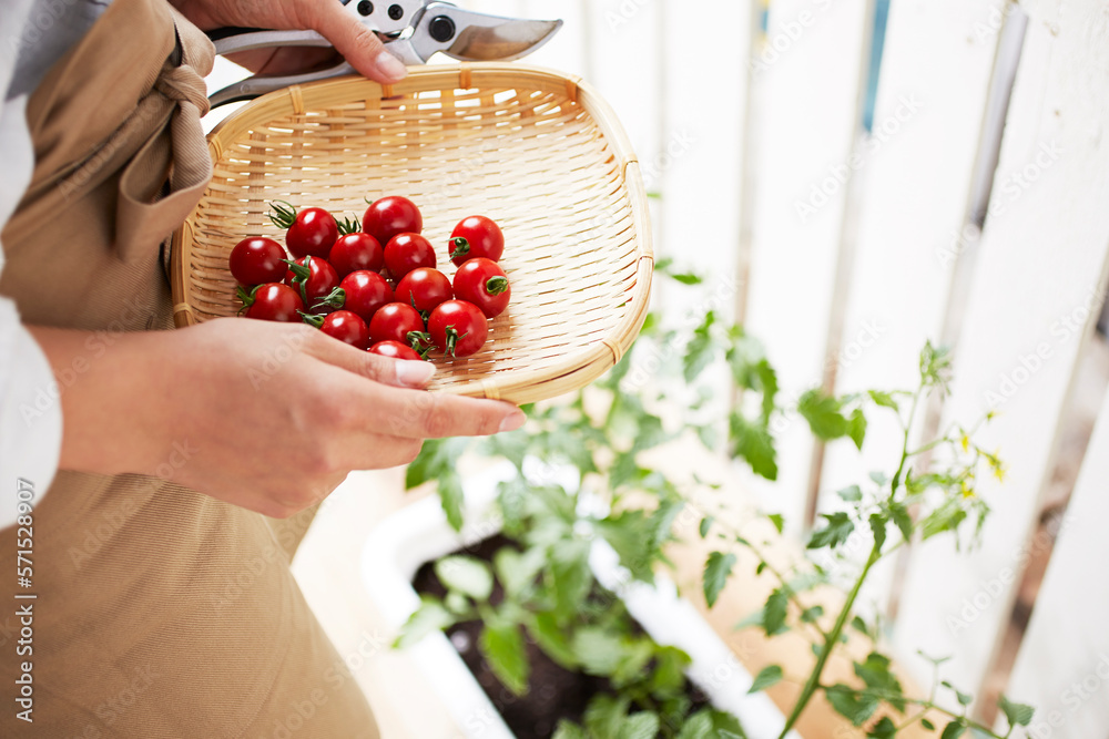 © amanaimages - テラスでザルに入れたミニトマトを持つ女性の手元