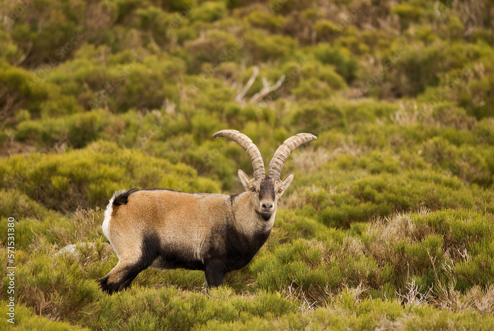 Spanish Iberian ibex (Capra pyrenaica)