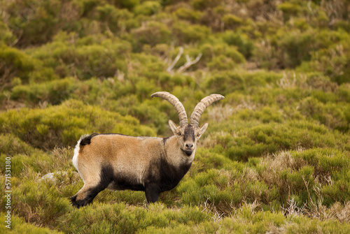 Spanish Iberian ibex (Capra pyrenaica) photo