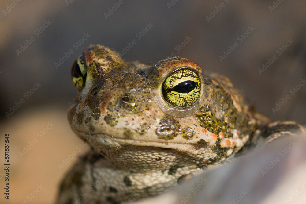 Fototapeta premium Natterjack toad (Epidalea calamita) portrait
