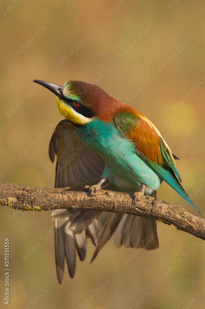 European bee-eater (Merops apiaster) perching