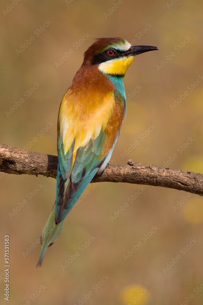 European bee-eater (Merops apiaster) perching European bee-eater (Merops apiaster) perching