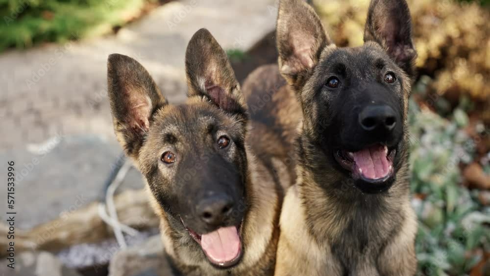Portrait of mixed breed German Shepherd dogs Portrait of mixed breed German Shepherd dogs