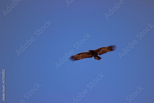 red-tailed hawk  hawk  hawk flying  blue sky with hawk