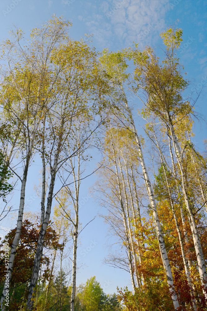 Birch trees in autumn colors against blue sky. Group of tall Betula trees growing in forest. Swietokrzyskie Mountains, Poland. Birch trees in autumn colors against blue sky. Group of tall Betula trees growing in forest. Swietokrzyskie Mountains, Poland.