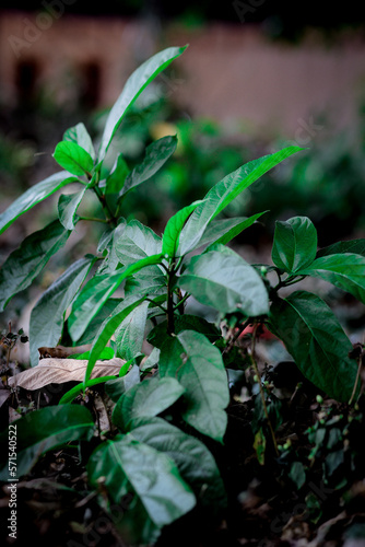  kerala green leaves