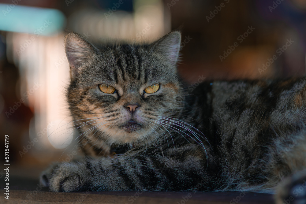 Cute gray cat lay down on the wooden table and looks at people with curiosity and interest, questioning facial face expressions based on the habit of copy space. Cute gray cat lay down on the wooden table and looks at people with curiosity and interest, questioning facial face expressions based on the habit of copy space.