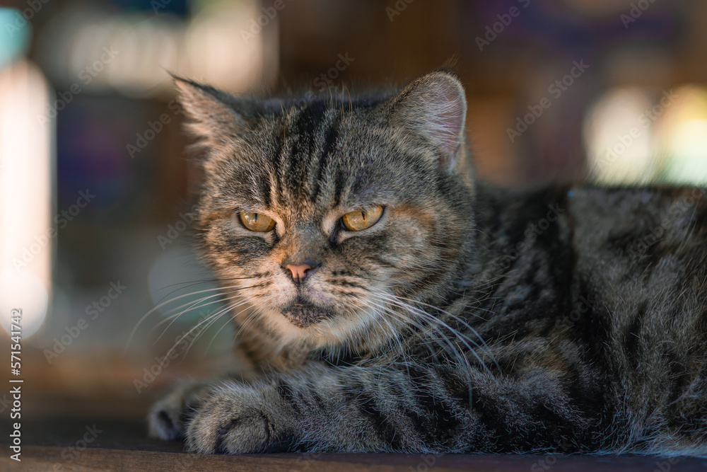 Cute gray cat lay down on the wooden table and looks at people with curiosity and interest, questioning facial face expressions based on the habit of copy space. Cute gray cat lay down on the wooden table and looks at people with curiosity and interest, questioning facial face expressions based on the habit of copy space.
