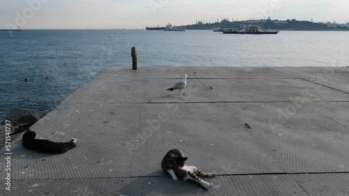 Stray cats and a seagull are resting on a metal platform at the seaside of Uskudar Istanbul. Istanbul Bosphorus and The Historical Peninsula Landscapes are at the background. photo
