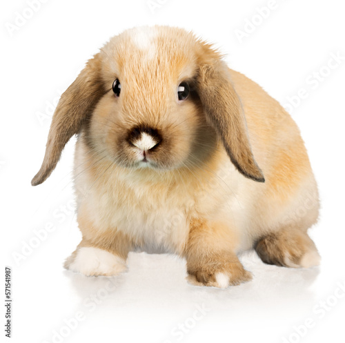 Lop little cute Rabbit. Home pets