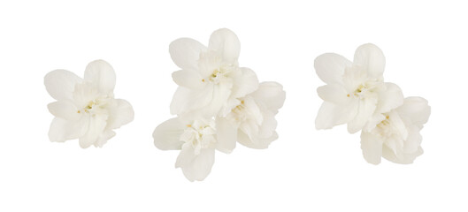 Set of jasmine flowers and leaves isolated on white or transparent background