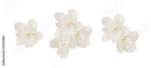 Photo Set of jasmine flowers and leaves isolated on white or transparent background