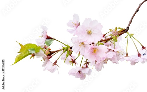 Fototapete Sakura flowers, cherry blossom branch, isolated on white