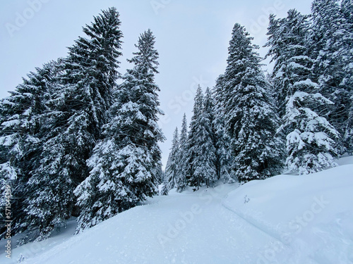 Schneebedeckte Winterlandschaft  Winter Tanne  Wald  Berg