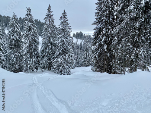 Winterlandschaft   verschneite Tannen  Spuren im Schnee 