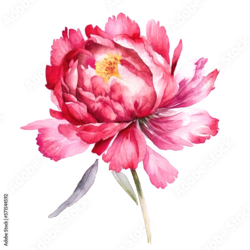Bright pink peony flower watercolor illustration on white background. Generative AI