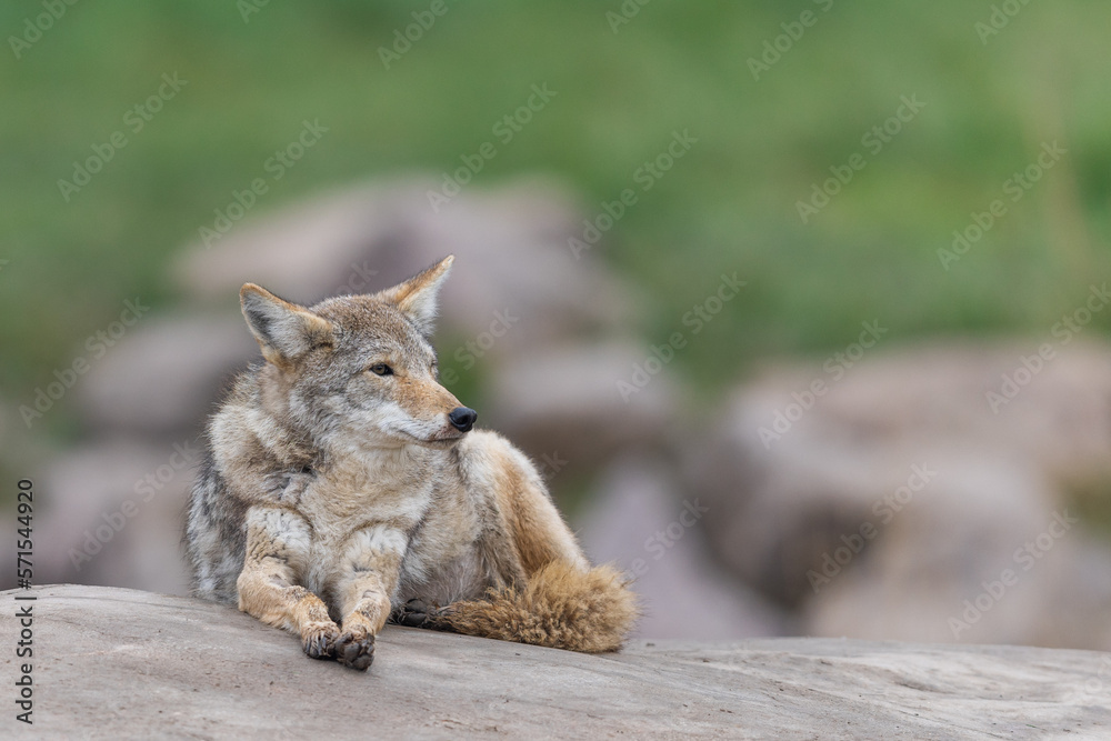A coyote resting in the forest