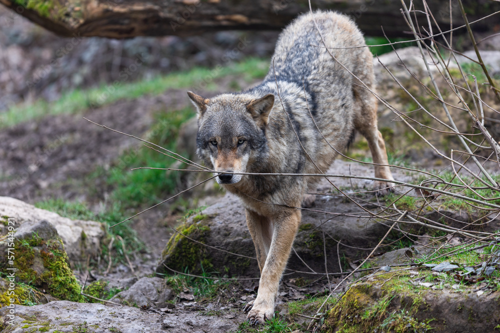 A grey wolf resting in the forest