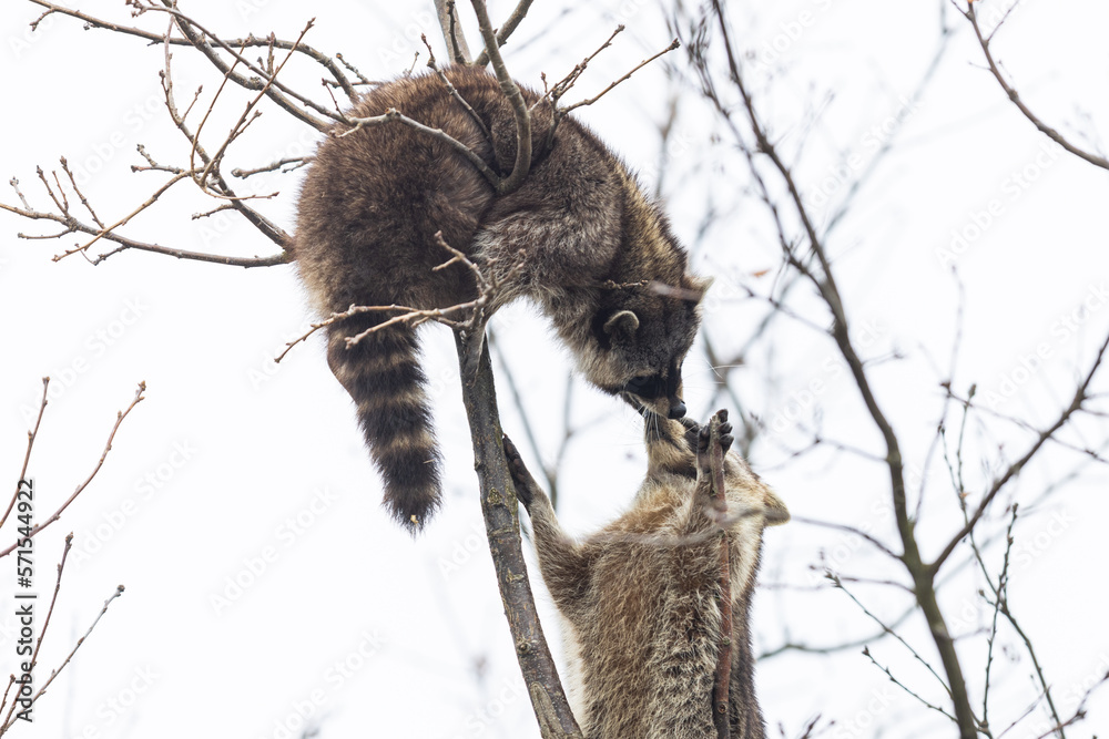 Portrait of a raccoon in the nature