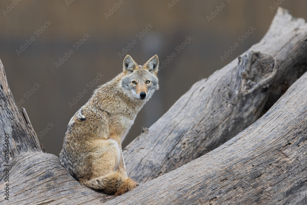 A coyote resting in the forest