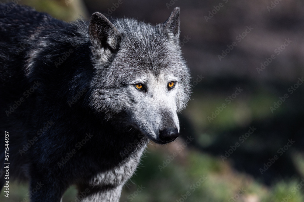 Potrait of a timberwolf family in the forest