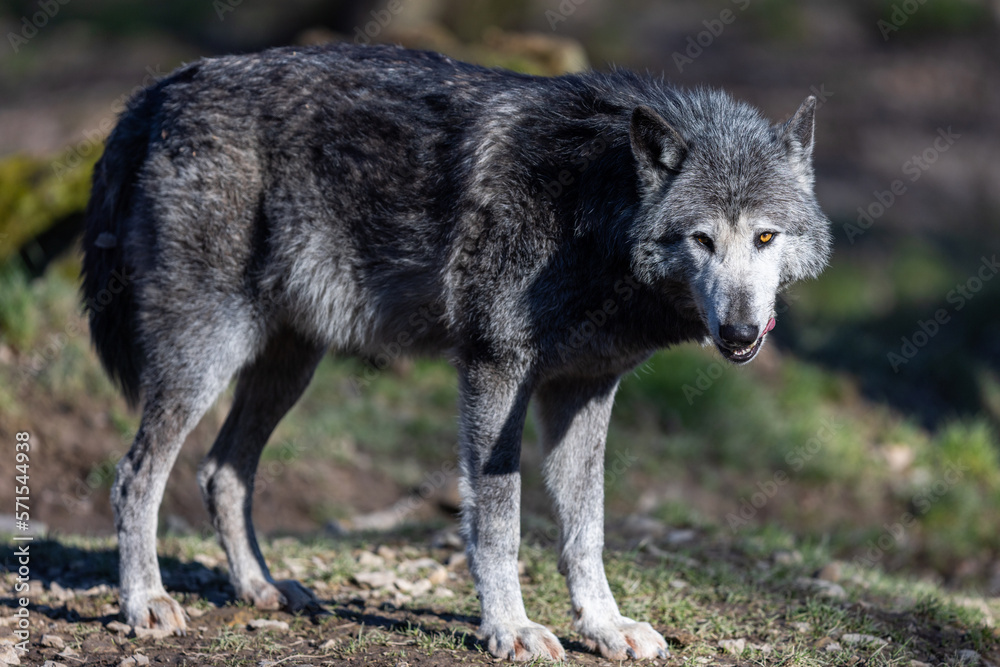 Potrait of a timberwolf family in the forest Potrait of a timberwolf family in the forest