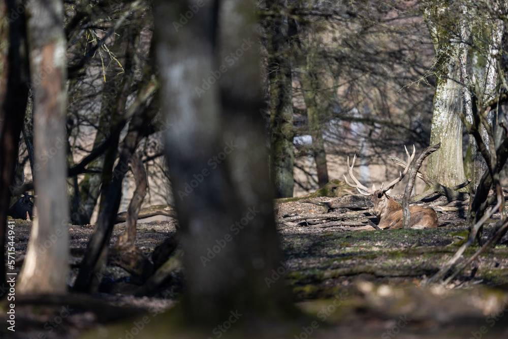 A red deer in the forest