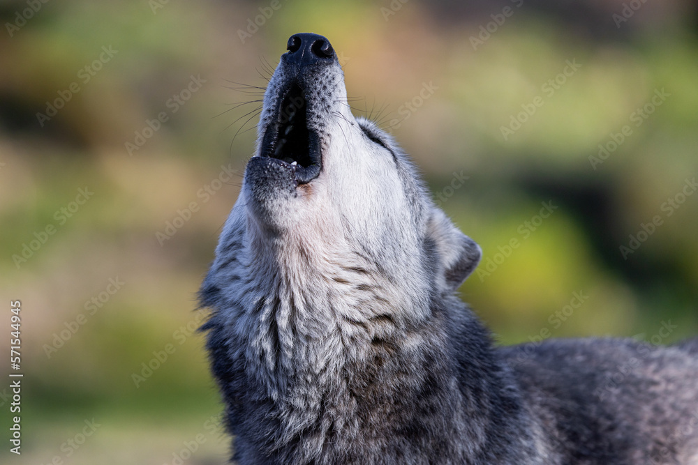 Potrait of a timberwolf family in the forest