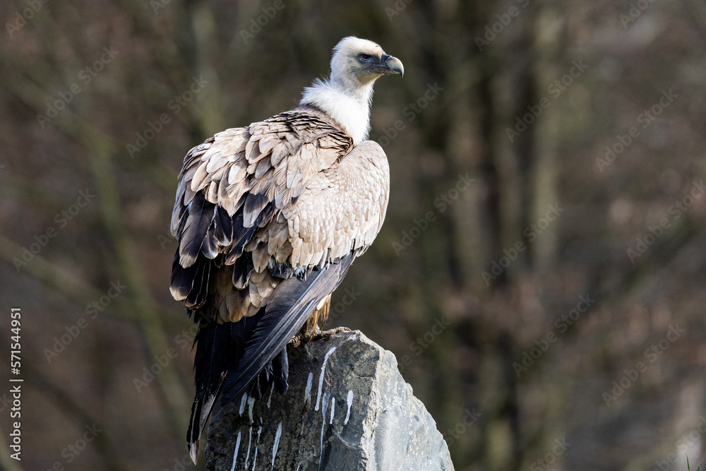 Portrait of a griffon vulture in the nature