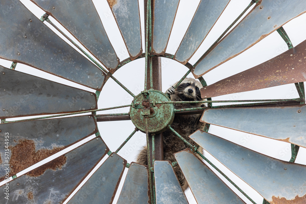 Portrait of a raccoon in the nature