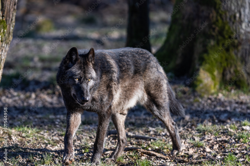 Potrait of a timberwolf family in the forest Potrait of a timberwolf family in the forest